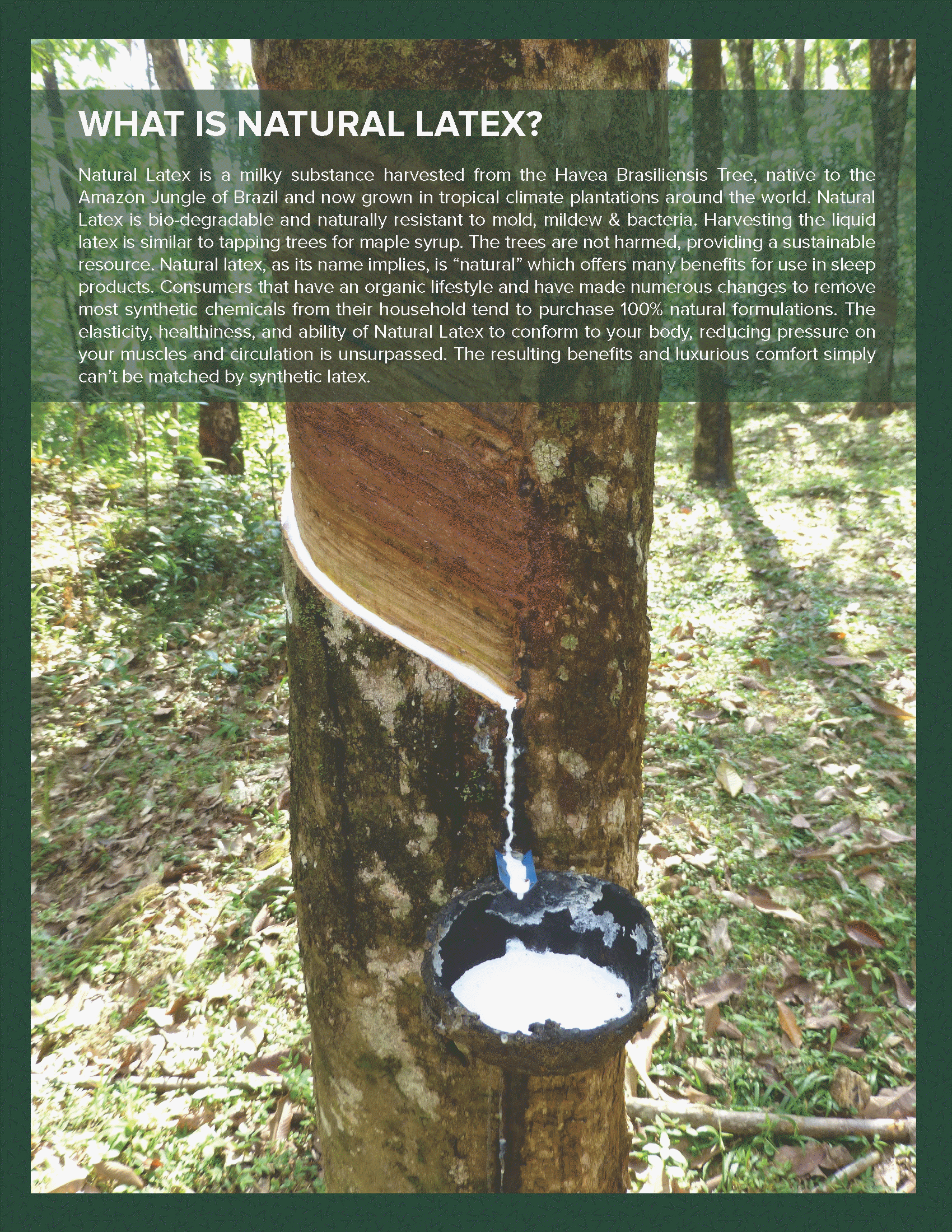 Los Angeles Natural Latex Mattress