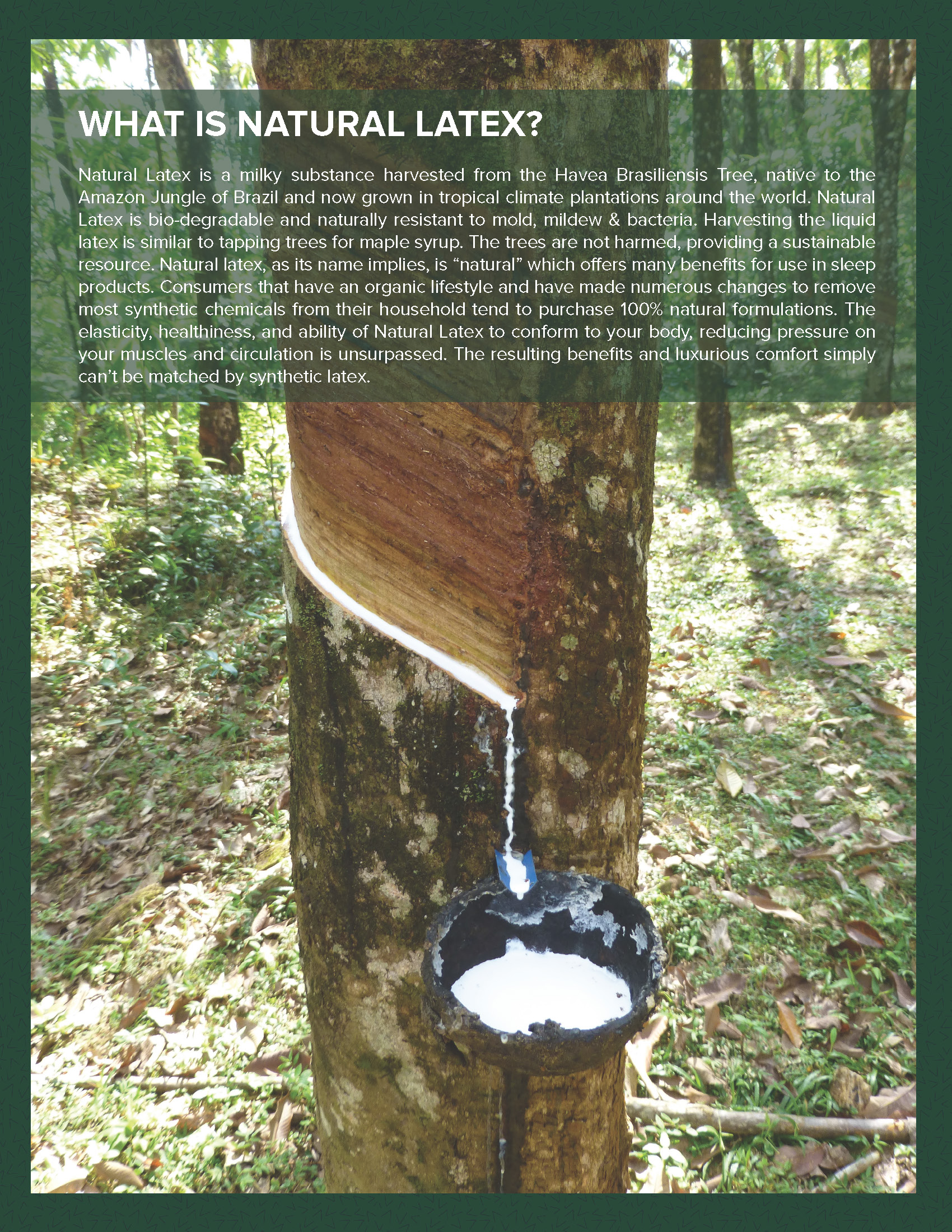 los angeles organic beds